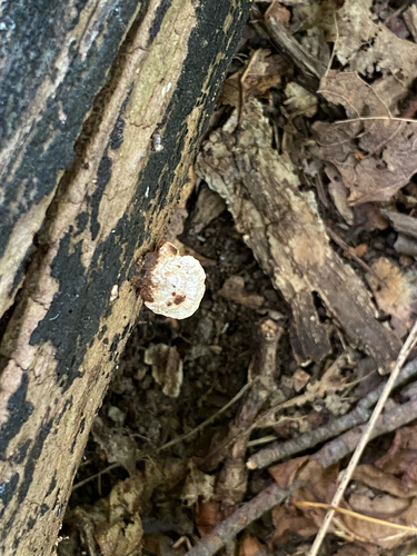 Perenniporia ohiensis observed 2026-10-09