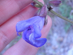 Salvia ringens