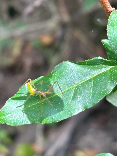 Pale Green Assassin Bug