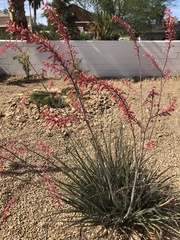 Hesperaloe