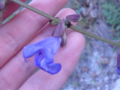 Salvia ringens