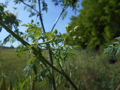 Apiaceae