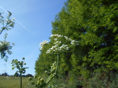 Apiaceae