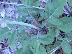 Salvia ringens