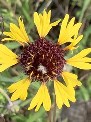 Gaillardia aestivalis