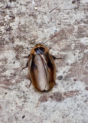 Blaberus discoidalis