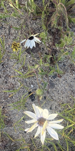 Dimorphotheca pluvialis observed 2026-10-10
