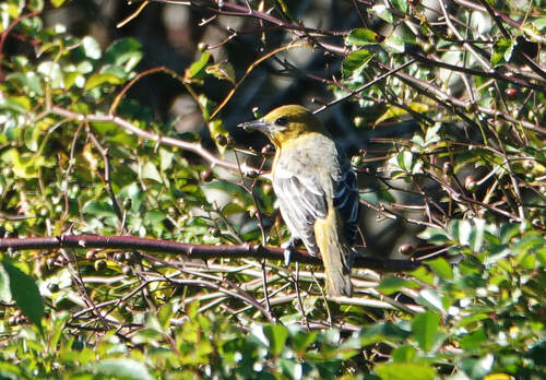 Baltimore Oriole