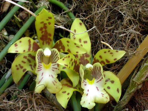 Steele's Whip Orchid