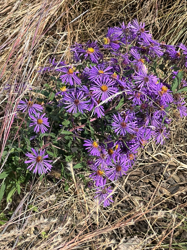New England aster