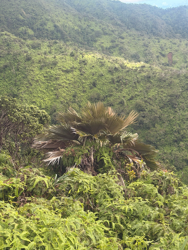 Pritchardia martii observed 2026-10-03