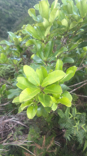 Ilex anomala observed 2026-10-03