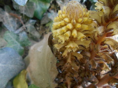 Orobanche hederae