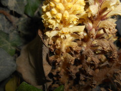 Orobanche hederae