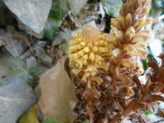 Orobanche hederae