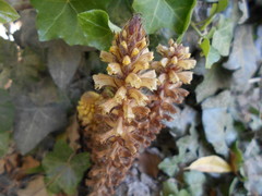 Orobanche hederae
