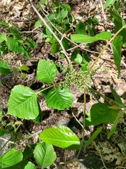 Toxicodendron