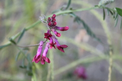 Vicia benghalensis