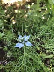 Nigella damascena