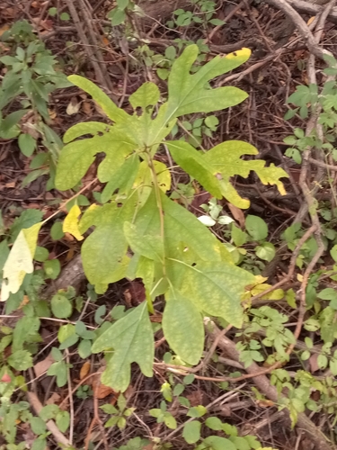 sassafras