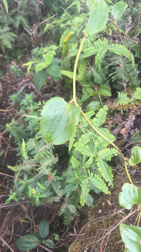 Smilax melastomifolia observed 2026-10-03