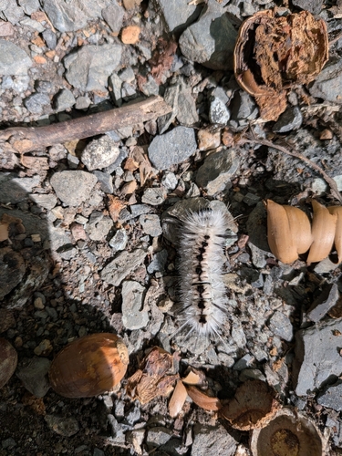 Hickory Tussock Moth