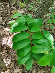 Maianthemum racemosum