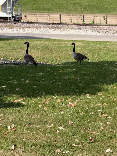 Canada Goose