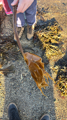Laminaria digitata observed 2026-10-10