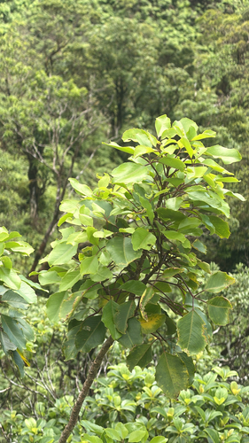 Cheirodendron trigynum observed 2026-10-03