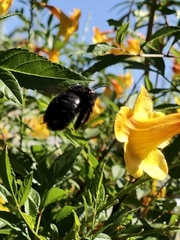 Xylocopa sonorina