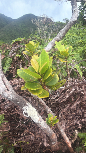 Syzygium, 2026-10-03