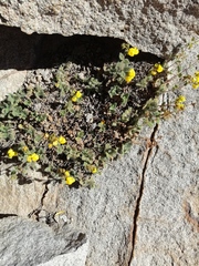 Calceolaria caleuana