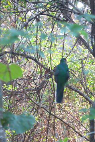 iNaturalist image
