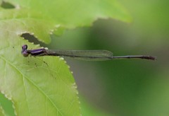 Enallagma dubium