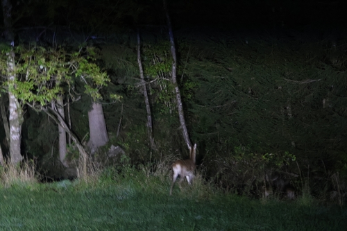 Red Deer