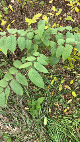 eastern black walnut