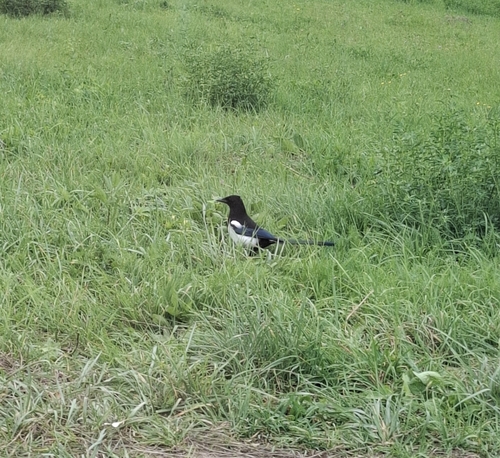 Eurasian Magpie