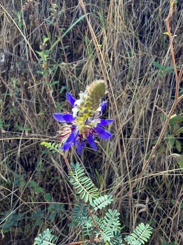 Dalea coerulea, 2026-10-09