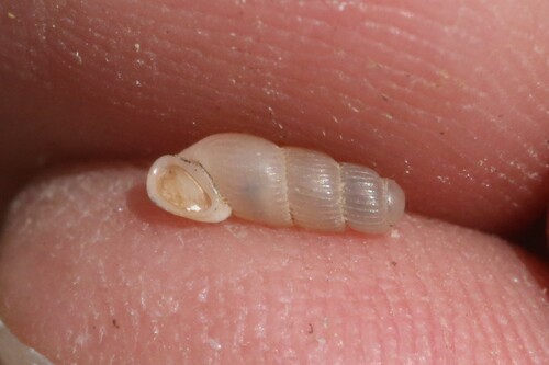 Truncatella subcylindrica, 2026-10-09
