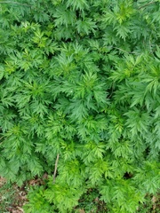 Artemisia vulgaris