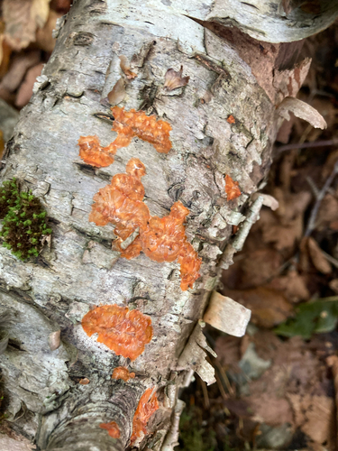 Higher Basidiomycetes
