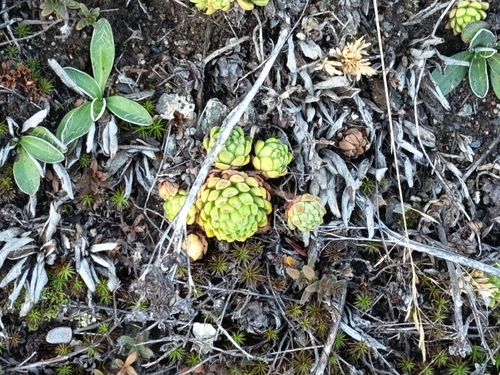 Mountain Houseleek
