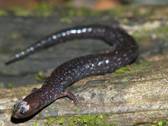 Central American Worm Salamander photo 2