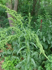 Rumex patientia