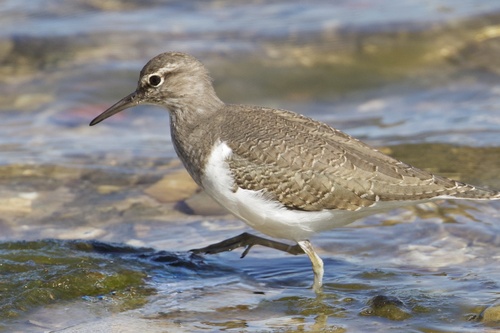 Common Sandpiper