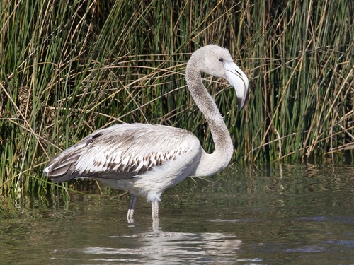 Greater Flamingo