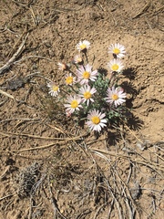 Townsendia florifera