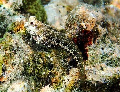 Salarias guttatus observed 2026-09-18