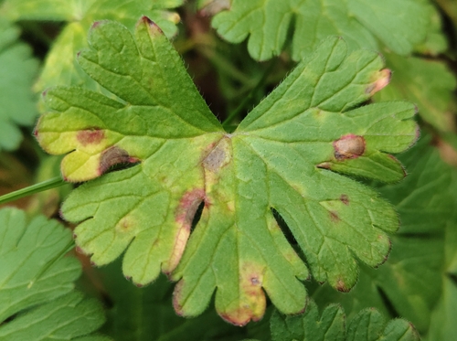 Uromyces geranii, 2026-10-10